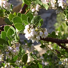 Arctostaphylos edmundsii 'Big Sur' Little Sur manzanita