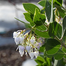 Arctostaphylos manzanita x 'Laguna White' common manzanita