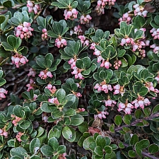 Arctostaphylos uva-ursi 'Point Reyes' Point Reyes bearberry