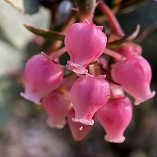 Arctostaphylos  'Lester Rowntree' manzanita