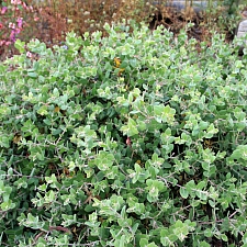 Arctostaphylos cruzensis  Arroyo de la Cruz manzanita