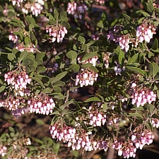 Arctostaphylos  'Sentinel' manzanita