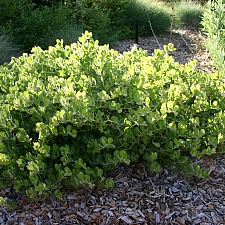 Arctostaphylos x media - Point Arena forms  manzanita