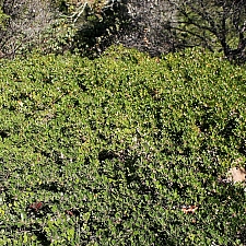 Arctostaphylos uva-ursi 'Green Supreme' bearberry