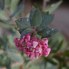 Arctostaphylos pajaroensis 'Paradise' Pajaro manzanita