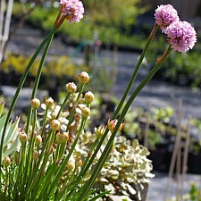 Armeria maritima ssp. californica  sea thrift