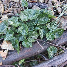 Asarum marmoratum  marbled wild ginger