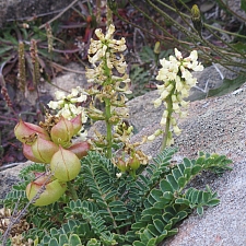 Astragalus nuttalii var. nuttallii  ocean bluff milkvetch