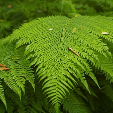 Athyrium filix-femina  lady fern