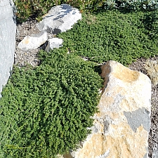 Baccharis magellanica  Christmas bush