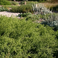 Baccharis pilularis 'Pigeon Point' dwarf coyote bush