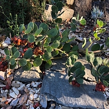 Arctostaphylos x media 'Bokeya Pomo' manzanita