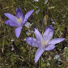 Brodiaea coronaria  crown brodiaea