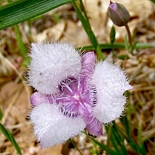 Calochortus tolmiei  pussy ears