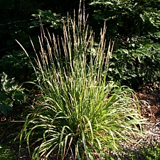 Calamagrostis nutkaensis 'The King' Pacific reed grass