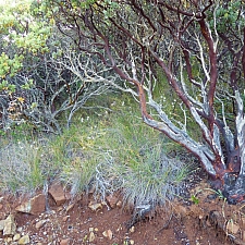 Calamagrostis rubescens  pine grass