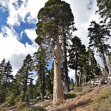 Calocedrus decurrens  incense cedar