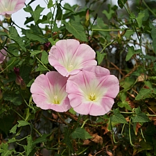 Calystegia purpurata ssp. purpurata  purple western morning glory