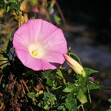 Calystegia purpurata ssp. purpurata 'Palomarin' purple western morning glory