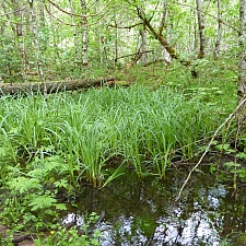 Carex amplifolia  bigleaf sedge