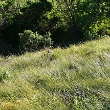 Carex praegracilis  field sedge, clustered field sedge