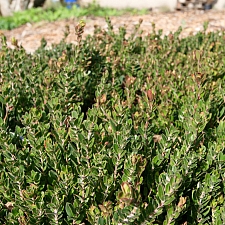 Arctostaphylos edmundsii 'Carmel Sur' Little Sur manzanita