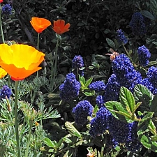 Ceanothus griseus 'Kurt Zadnik' Carmel ceanothus