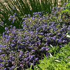 Ceanothus  'Centennial' California lilac