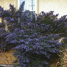 Ceanothus  'Julia Phelps' California lilac
