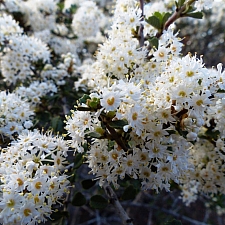 Ceanothus rigidus 'Snowball' Monterey lilac