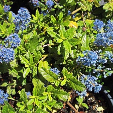 Ceanothus  'Joyce Coulter' California lilac