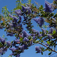 Ceanothus  'Ray Hartman' California lilac