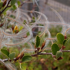 Cercocarpus betuloides  mountain mahogany
