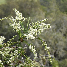Adenostoma fasciculatum  chamise