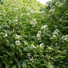 Clematis ligusticifolia  virgin's bower