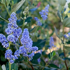Ceanothus arboreus 'Cliff Schmidt' island ceanothus