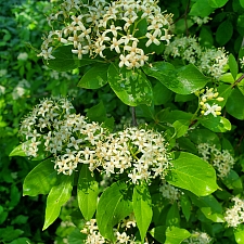 Cornus glabrata  browntwig dogwood