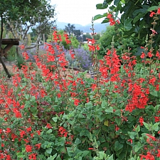 Salvia darcyi  Galeana sage