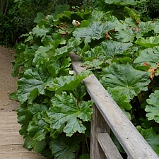 Darmera peltata  umbrella plant, indian rhubarb