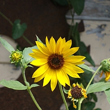 Helianthus annuus  common sunflower