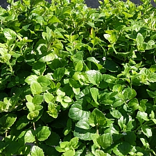 Clinopodium (Satureja) douglasii  yerba buena