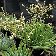 Dudleya edulis  mission lettuce