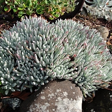 Dudleya  'Frank Reinelt' liveforever