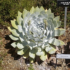 Dudleya brittonii  giant chalk Dudleya