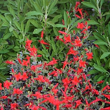 Epilobium septentrionale 'Select Mattole' California fuchsia