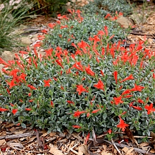 Zauschneria species  California fucshia
