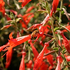 Epilobium canum 'Liz's Choice' California fuchsia