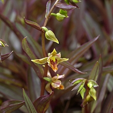 Epipactis gigantea 'Serpentine Night' stream orchid