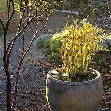 Equisetum hyemale v. robustum  horsetail