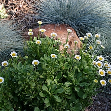 Erigeron glaucus 'White Lights' white seaside daisy